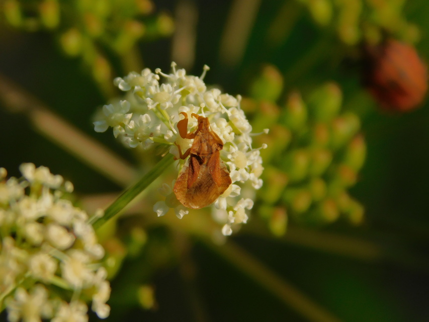 Phymata crassipes - fogólábú poloska