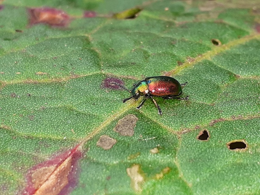 Gastrophysa viridula - sóska-levélbogár Gastrophysa viridula - sóska-levélbogár