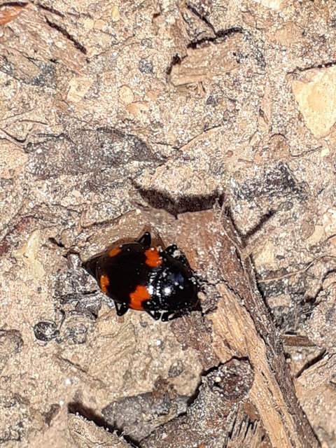 Scaphidium quadrimaculatum - négyfoltos sajkabogár
