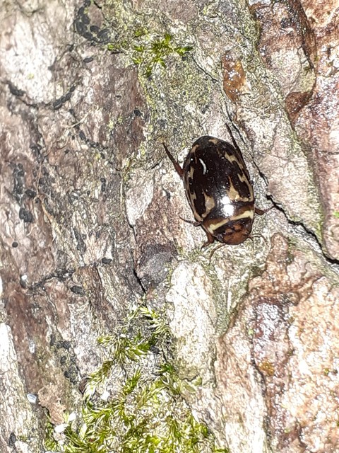Platambus maculatus - tarka csíkbogár