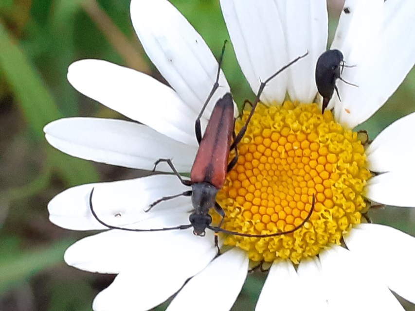 Stenurella melanura - feketevégű karcsúcincér