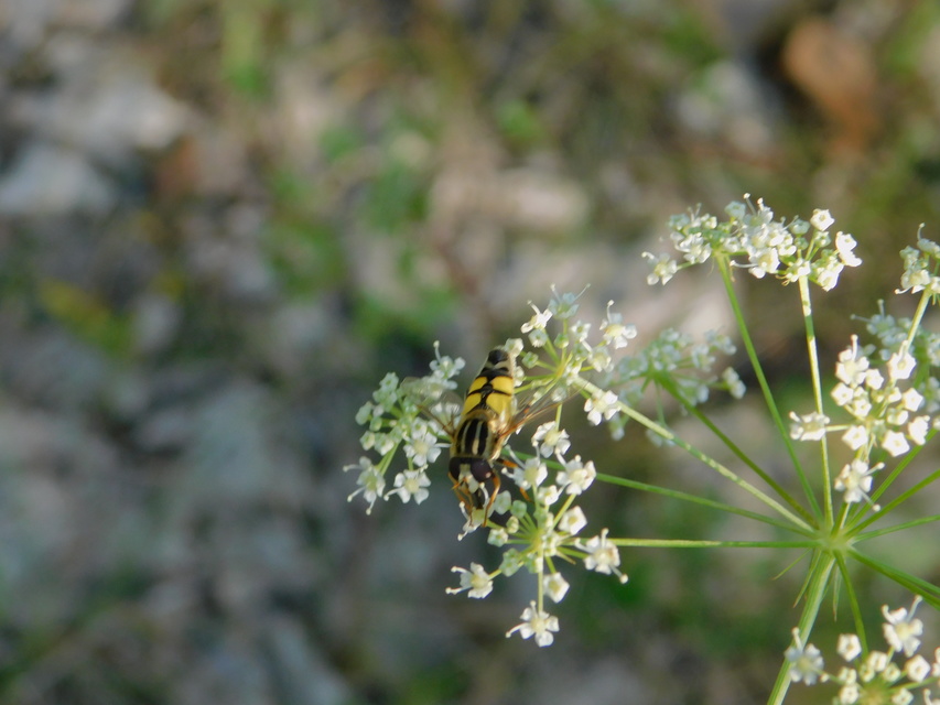 Helophilus trivittatus - nagy mocsárilégy