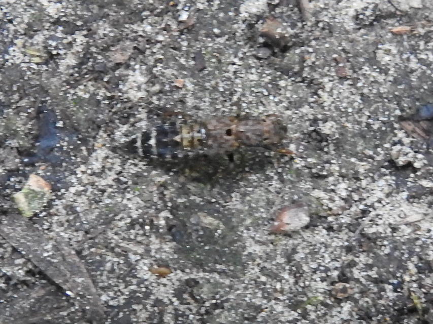Ontholestes haroldi - sárgatérdű holyva