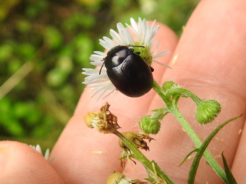 Chrysolina sturmi - vöröslábú levelész