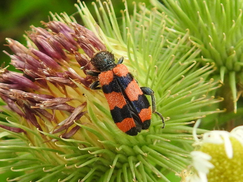 Trichodes apiarius - szalagos méhészbogár