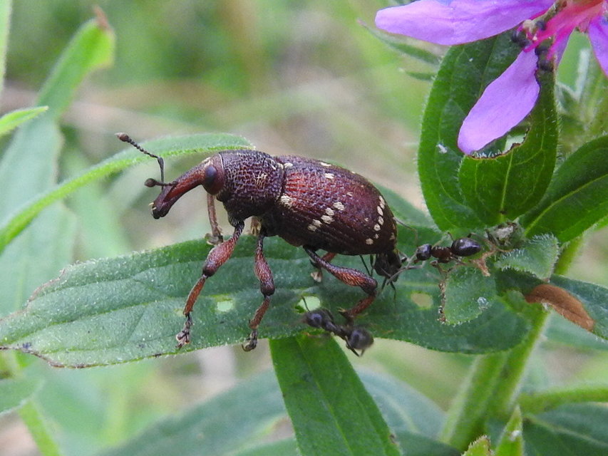 Hylobius transversovittatus - füzény-fenyvesormányos