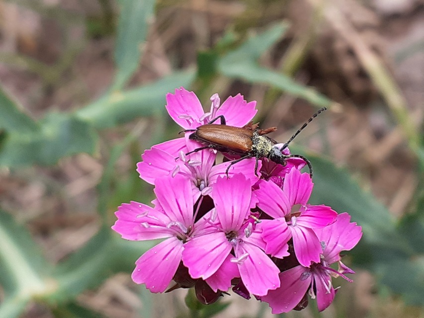 Stictoleptura maculicornis - tarkacsápú virágcincér