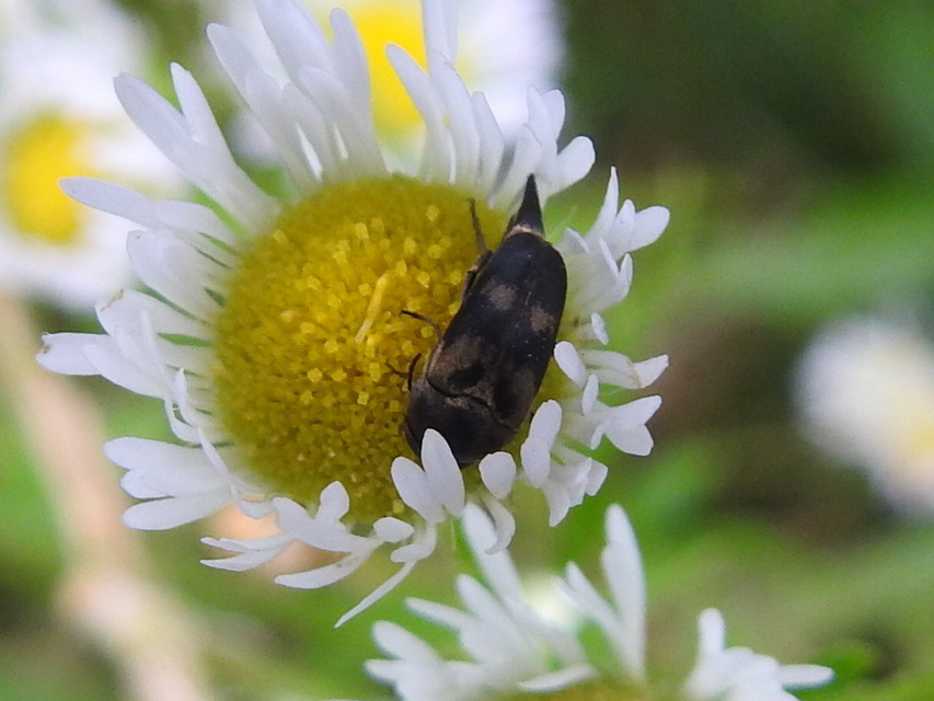 Variimorda villosa - szalagos maróka