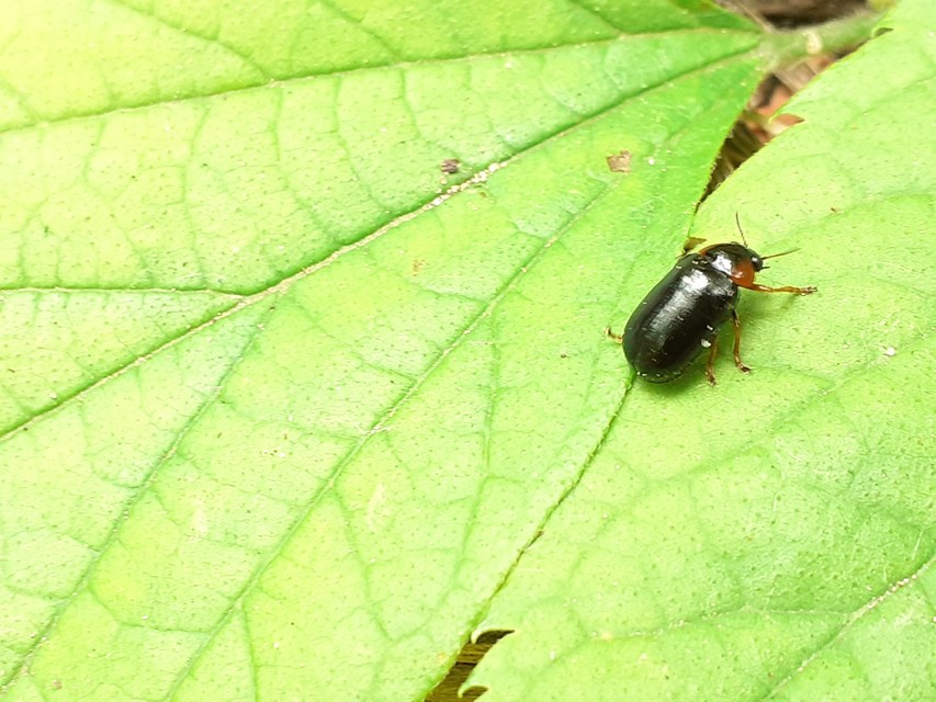 Smaragdina aurita - feketehátú zsáklevelész