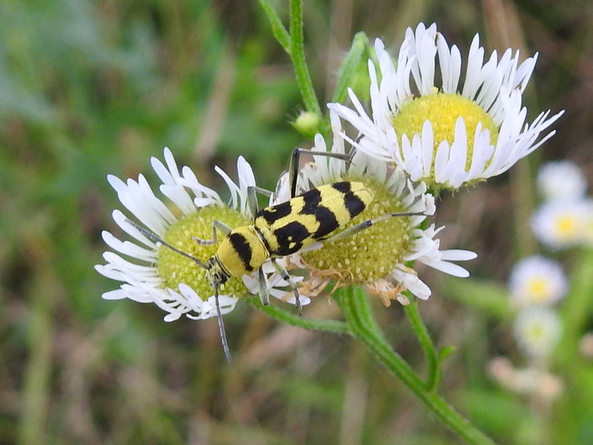 Chlorophorus varius - díszes darázscincér