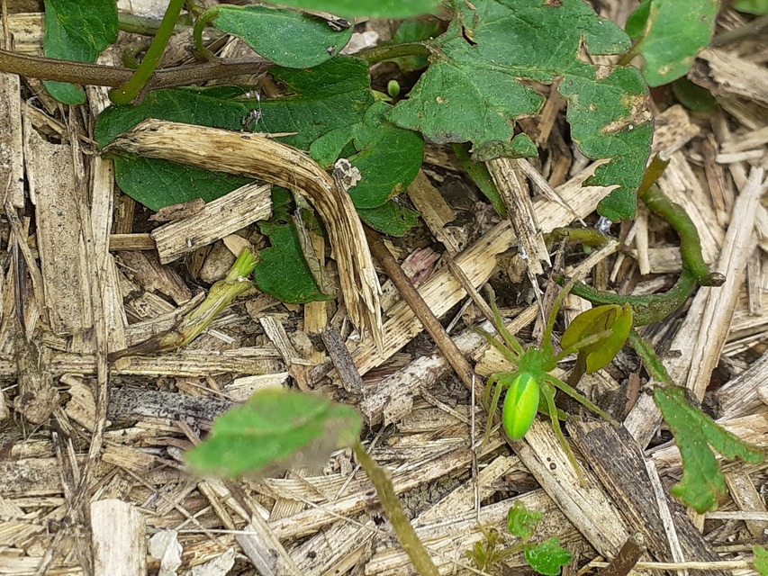 Micrommata virescens - hunyópók