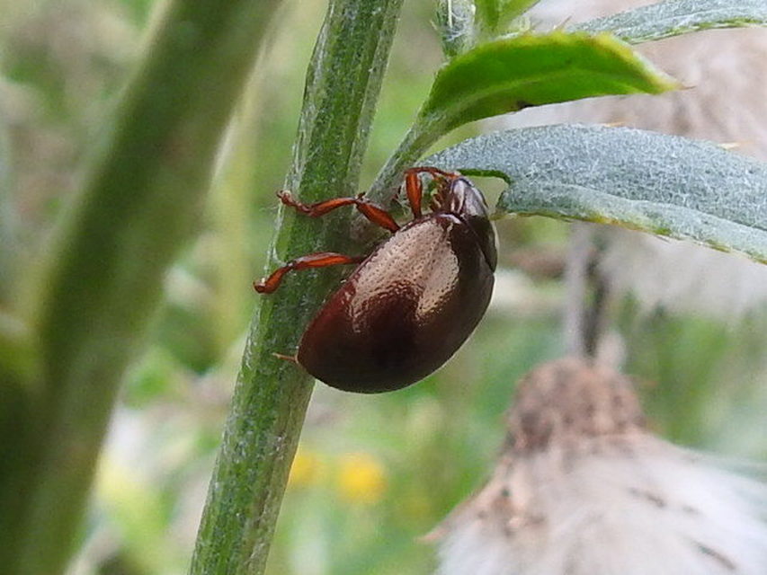 Chrysolina staphylaea - tavaszi levélbogár