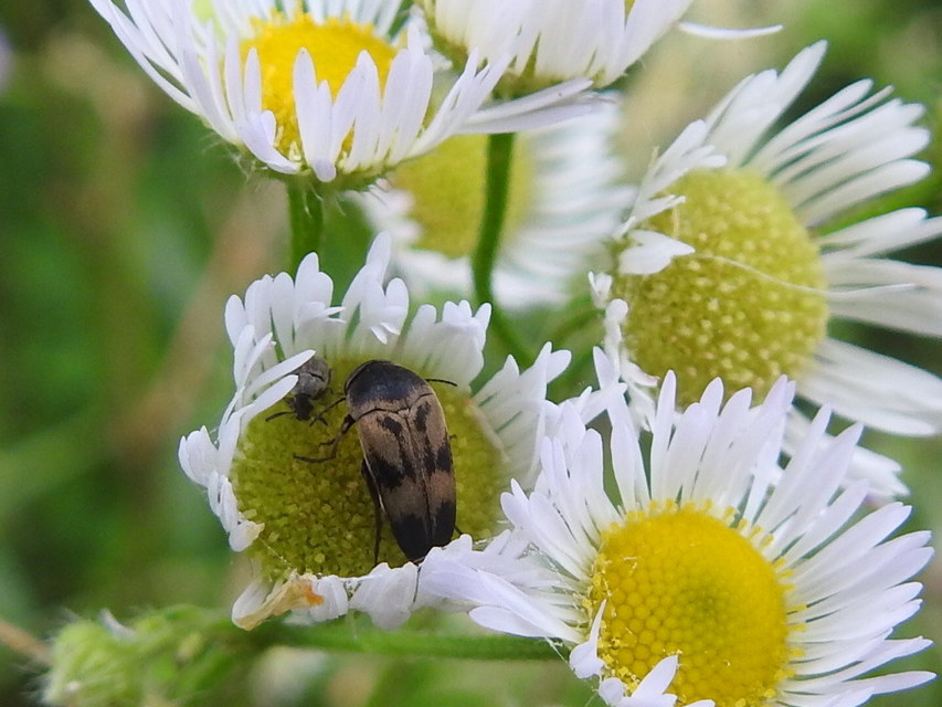 Variimorda villosa - szalagos maróka