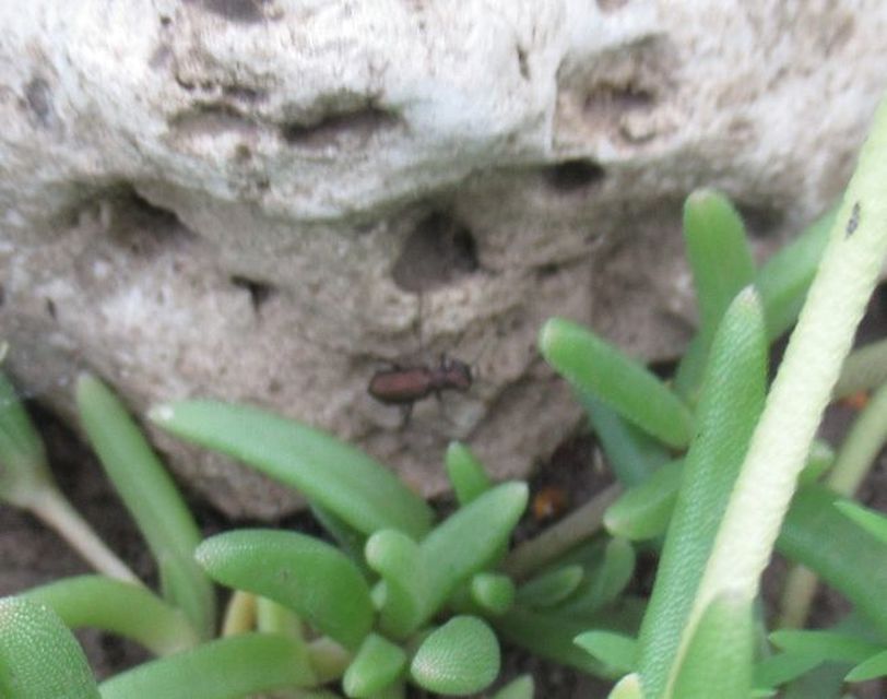 Cylindera germanica - parlagi homokfutrinka
