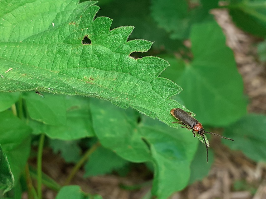 Crudosilis ruficollis - parti lágybogár