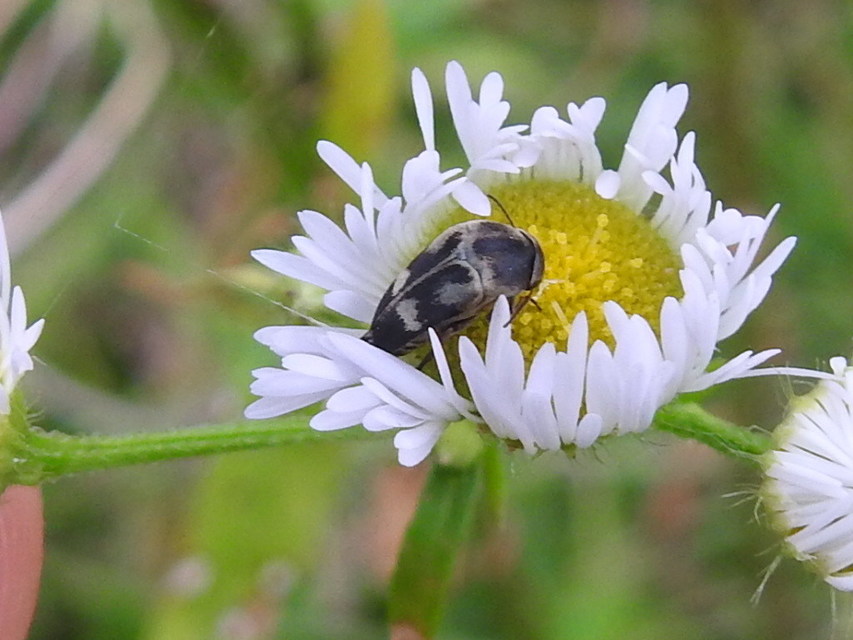 Variimorda villosa - szalagos maróka