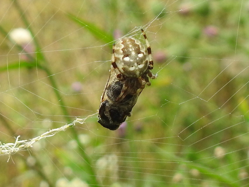 Araneus quadratus - négyes keresztespók