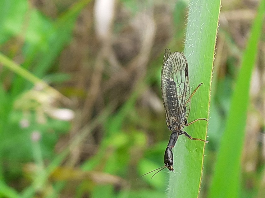 Raphidioptera - Tevenyakú-fátyolkák