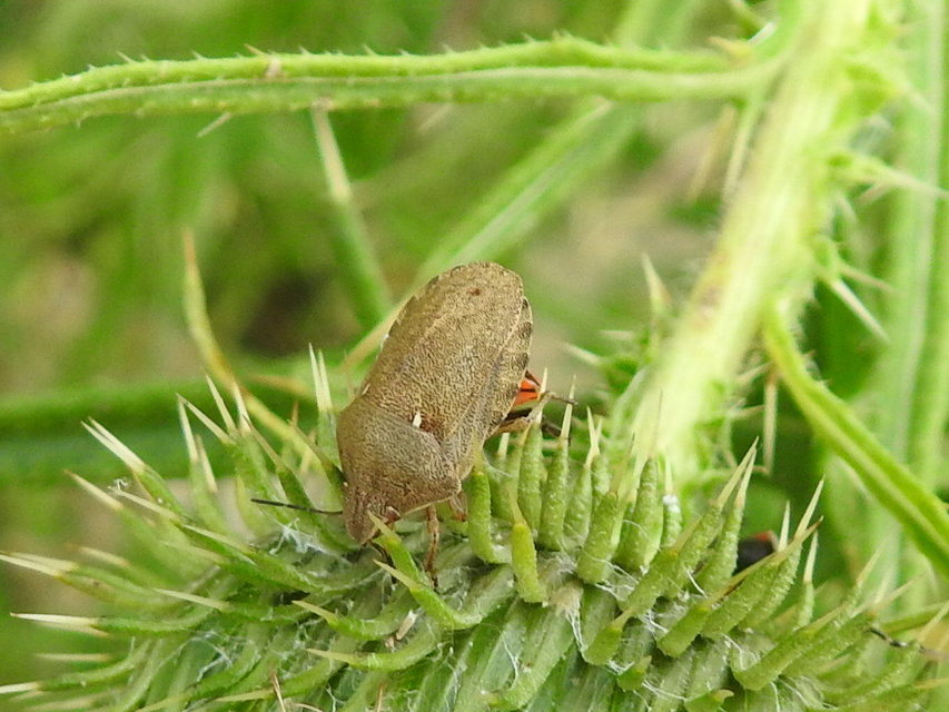 Eurygaster