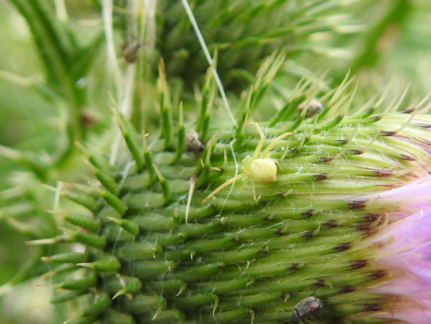Ebrechtella tricuspidata - alakoskodó karolópók