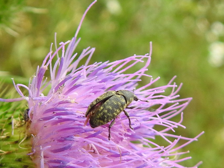 Larinus turbinatus - kúposorrú púderbarkó