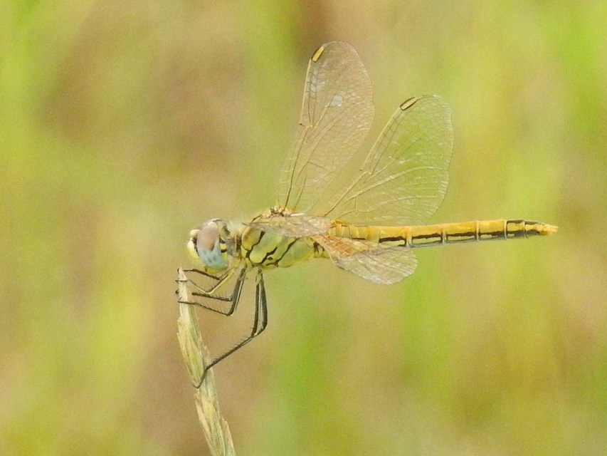Sympetrum fonscolombii - vándor katona-szitakötő
