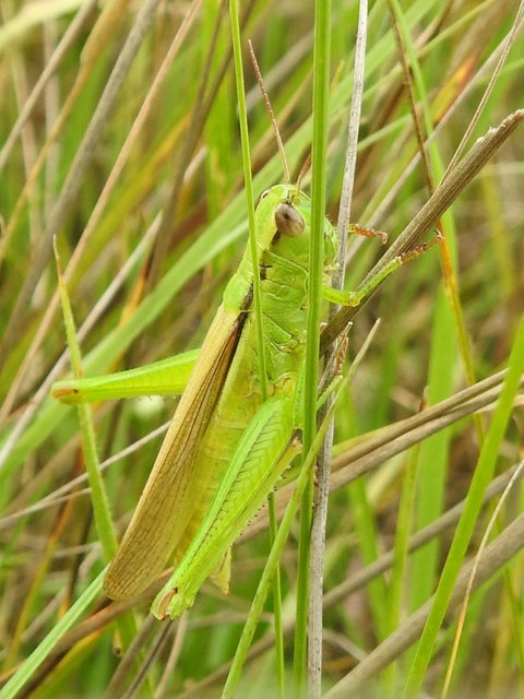 Mecostethus parapleurus - hagymazöld sáska