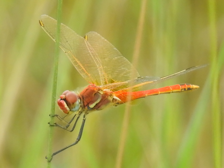 Sympetrum fonscolombii - vándor katona-szitakötő
