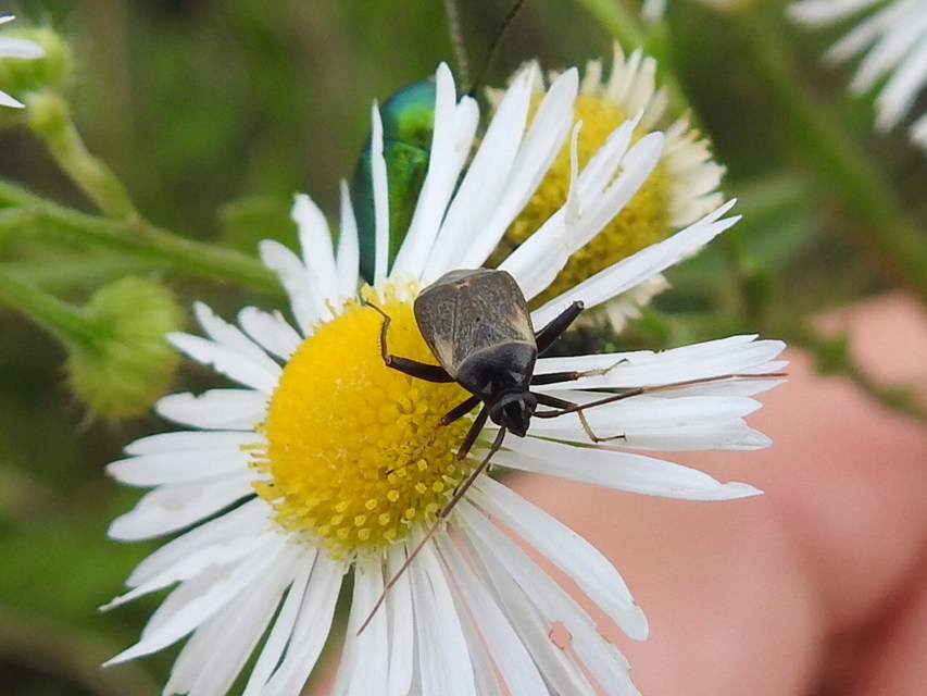 Adelphocoris seticornis - szegélyes mezeipoloska