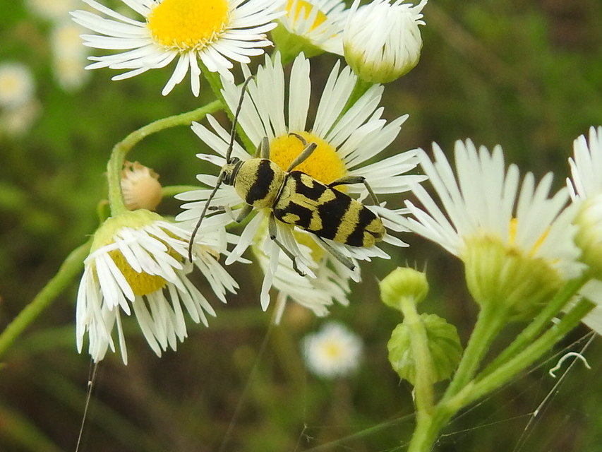 Chlorophorus varius - díszes darázscincér