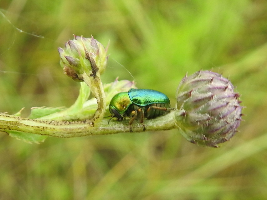 Cryptocephalus sericeus - nagy fészkesbogár