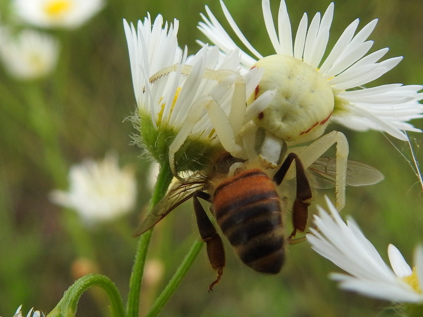 Apis mellifera - háziméh