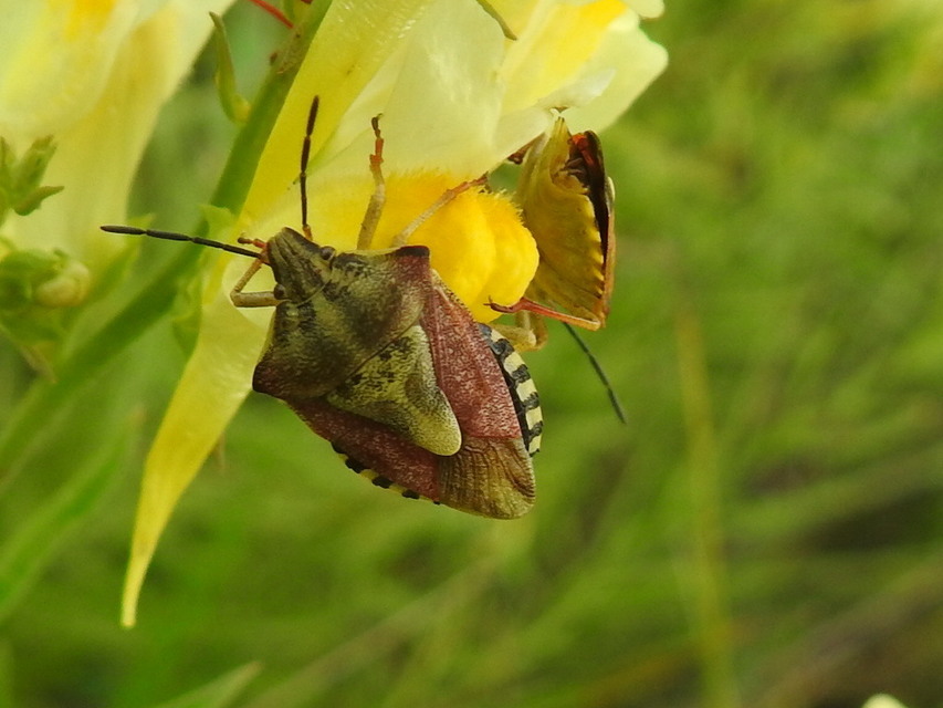 Carpocoris