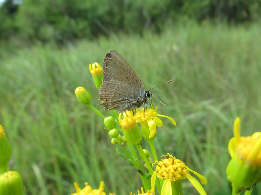 Satyrium spini - kökény-csücsköslepke