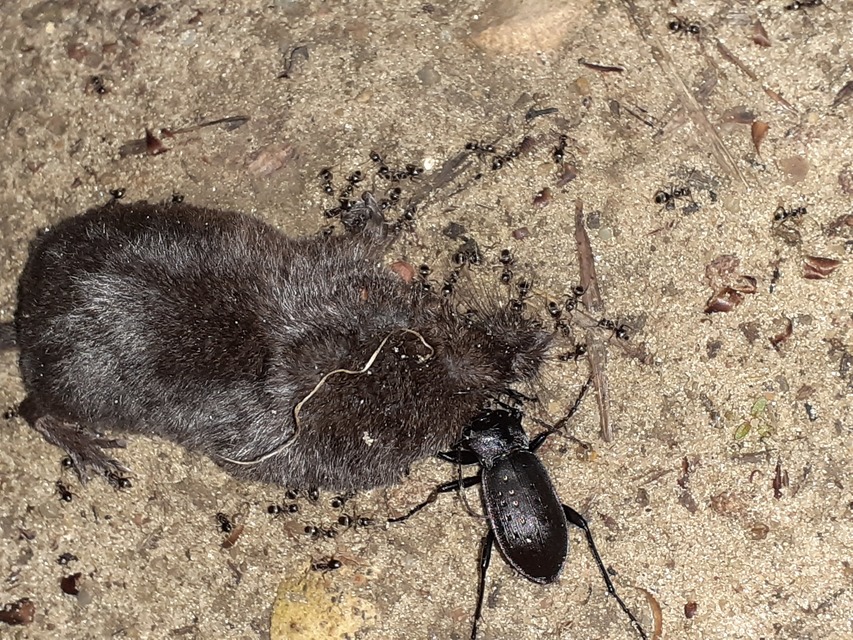 Carabus hortensis - aranypettyes futrinka Carabus hortensis - aranypettyes futrinka