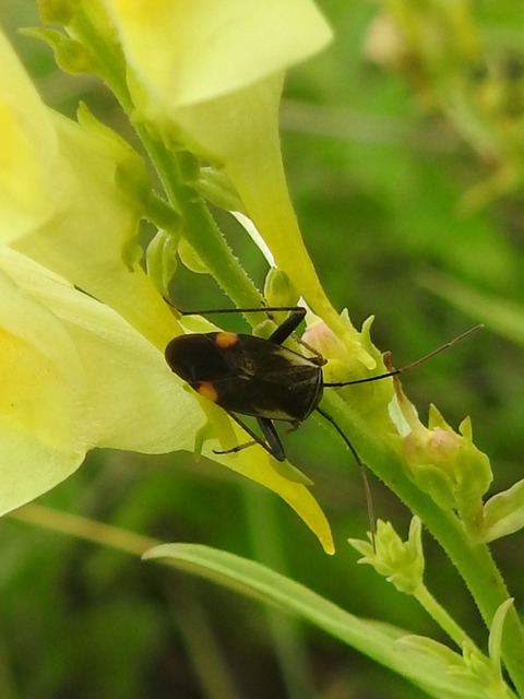Adelphocoris seticornis - szegélyes mezeipoloska