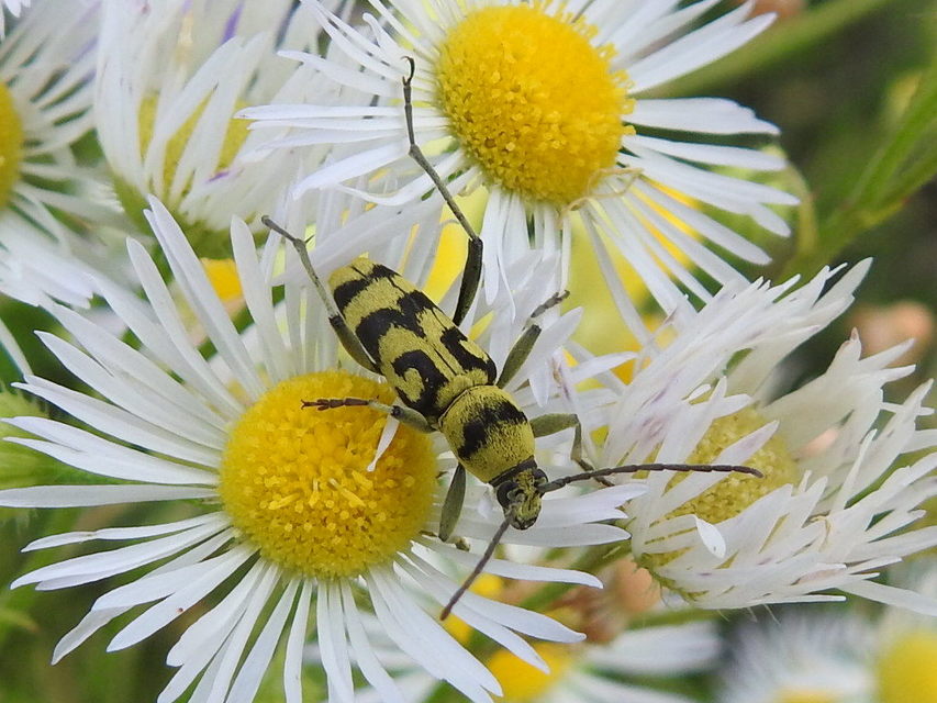 Chlorophorus varius - díszes darázscincér