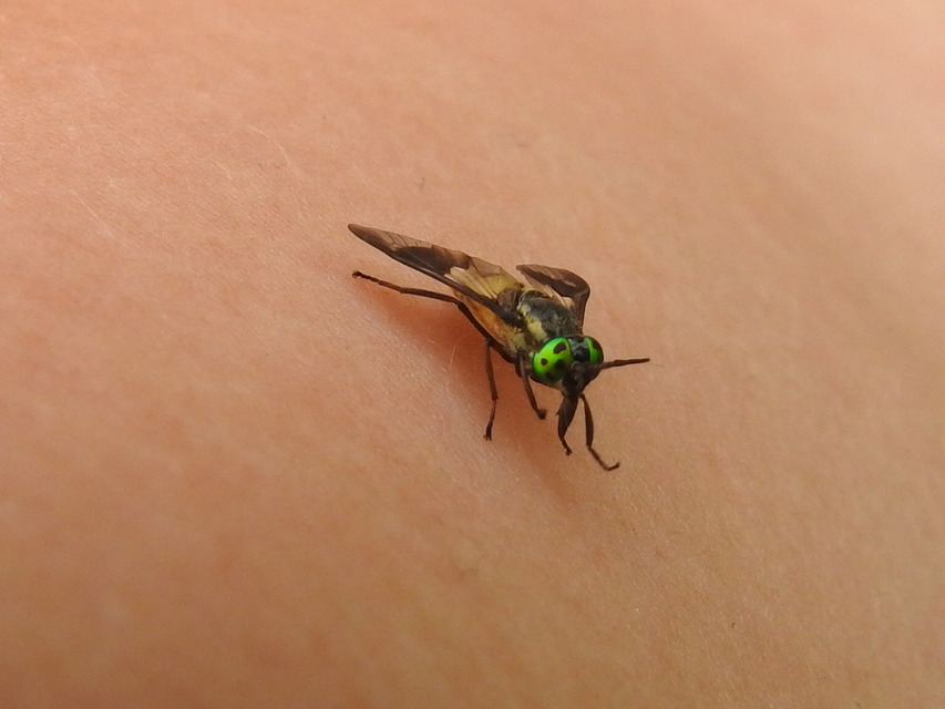 Chrysops