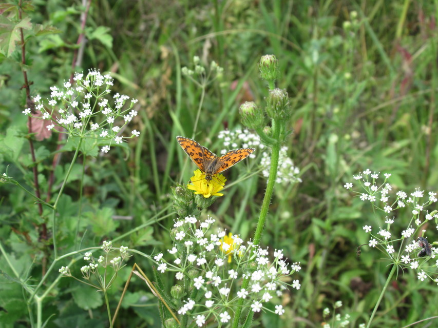 Melitaea trivia - kis tarkalepke