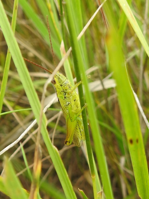 Mecostethus parapleurus - hagymazöld sáska