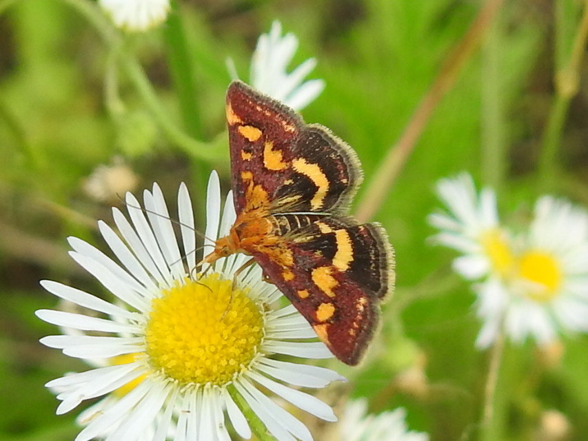 Pyrausta purpuralis - közönséges bíbormoly