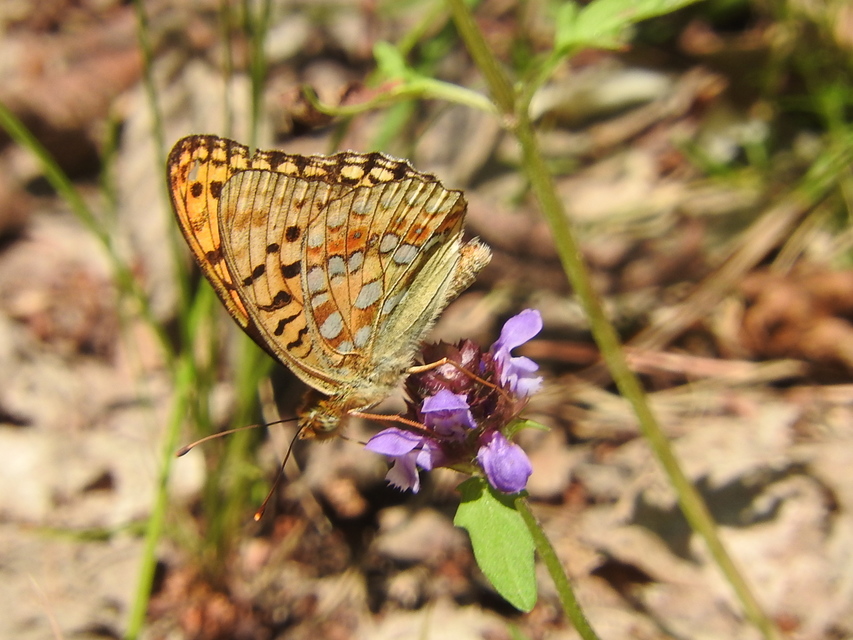 Argynnis adippe - ezüstös gyöngyházlepke