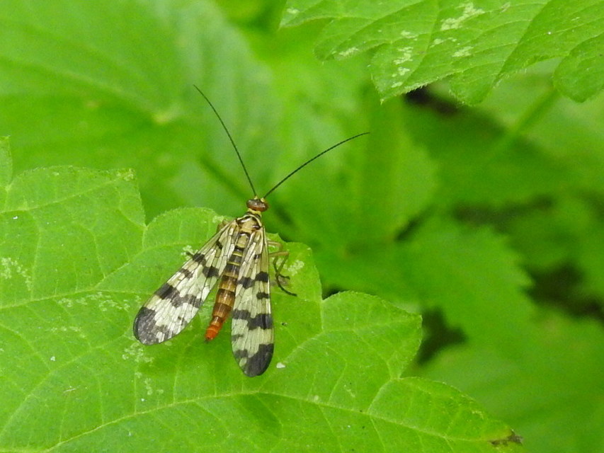 Panorpa vulgaris