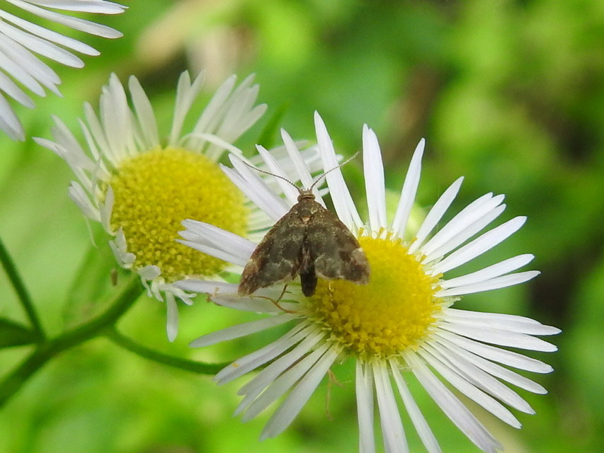 Anthophila fabriciana - lápréti levélmoly