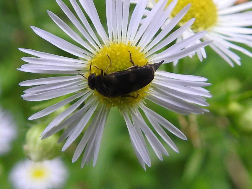 Variimorda villosa - szalagos maróka