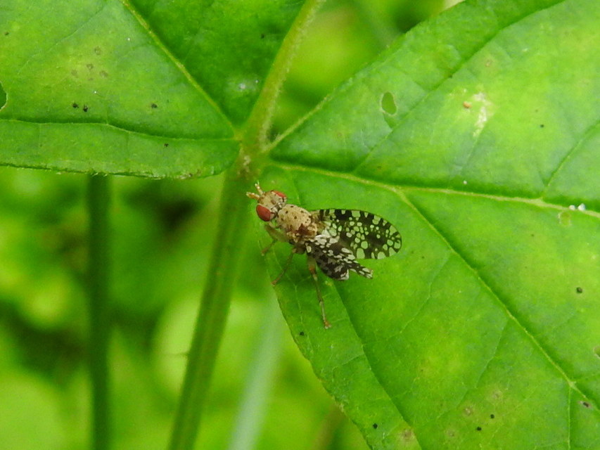 Trypetoptera punctulata - pirosszemű szarvaslégy