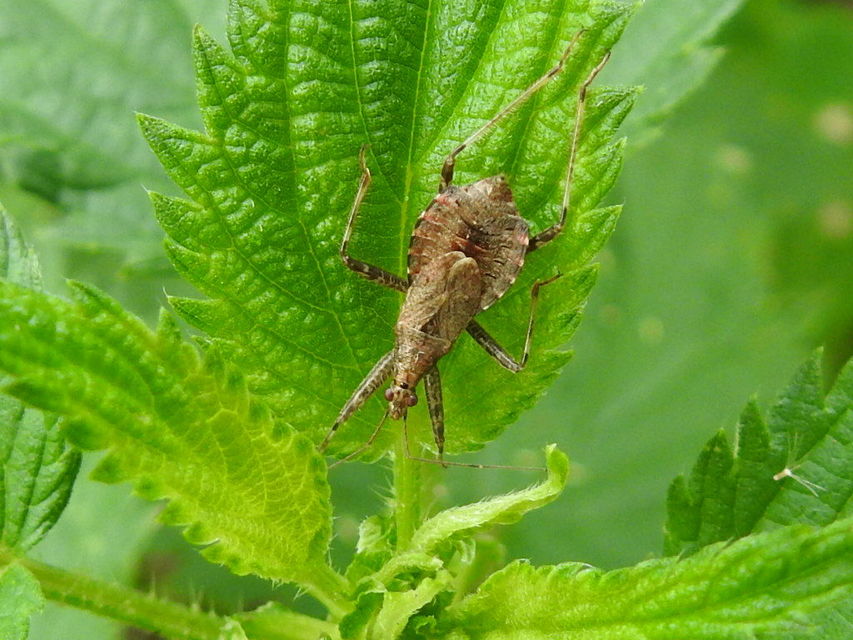 Himacerus apterus - nagy tolvajpoloska