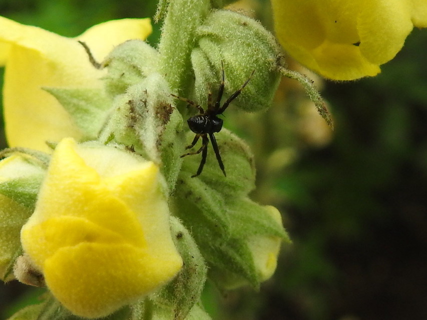 Synema globosum/ornatum