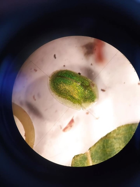 Cassida hemisphaerica - gömbölyded pajzsbogár Cassida hemisphaerica - gömbölyded pajzsbogár