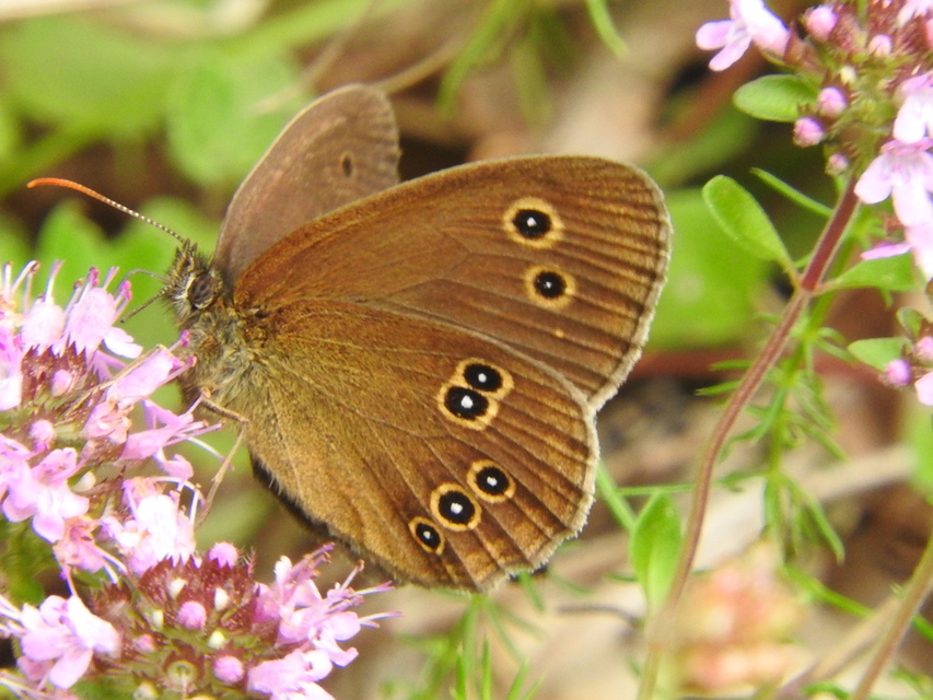 Aphantopus hyperanthus - közönséges ökörszemlepke